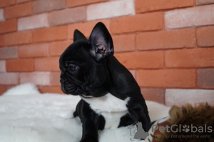 Photo №1. french bulldog - for sale in the city of Aachen | 260$ | Announcement № 32414