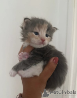 Photo №2 to announcement № 160420 for the sale of maine coon - buy in Finland breeder