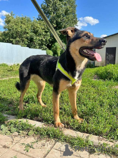 Photo №4. I will sell non-pedigree dogs in the city of Moskova. private announcement - price - Is free