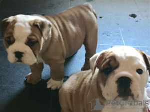 Photo №1. english bulldog - for sale in the city of Helsinki | negotiated | Announcement № 100620