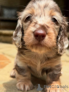 Photo №2 to announcement № 161818 for the sale of  - buy in Switzerland breeder