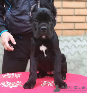 Photo №2 to announcement № 24819 for the sale of cane corso - buy in Greece 