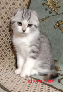 Photo №2 to announcement № 5920 for the sale of scottish fold - buy in Ukraine from nursery, breeder