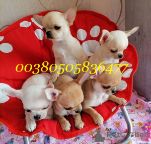 Photo №1. chihuahua - for sale in the city of Москва | negotiated | Announcement № 17603