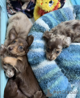 Photo №2 to announcement № 171329 for the sale of dachshund - buy in Germany breeder