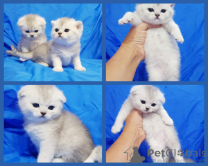 Photo №2 to announcement № 98272 for the sale of scottish fold - buy in Belarus private announcement