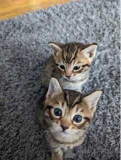 Photo №3. Beautiful bengal x kittens. United States