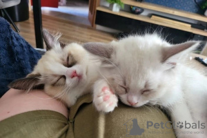 Photo №4. I will sell ragdoll in the city of Edinburgh. private announcement, breeder - price - negotiated