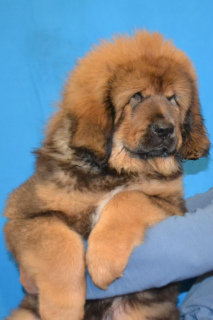 Additional photos: Tibetan mastiff puppies