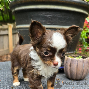 Photo №2 to announcement № 110089 for the sale of chihuahua - buy in United States breeder