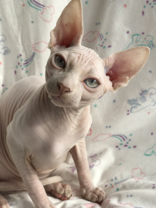 Photo №4. I will sell sphynx-katze in the city of Kiev. from nursery - price - 600$