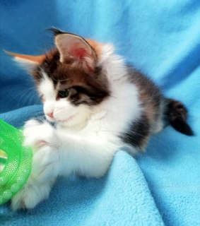 Photo №4. I will sell maine coon in the city of Rostov-on-Don. from nursery, breeder - price - 261$