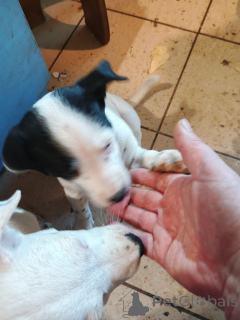 Photo №3. Puppies in a good family.. Ukraine