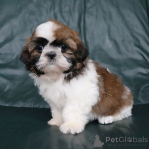 Photo №1. shih tzu - for sale in the city of Meerbusch | 465$ | Announcement № 169471