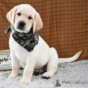 Photo №3. Bruno Labrador Retriever Male 10 Weeks Old Ready to Go Home. Germany