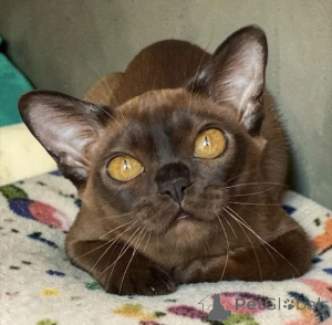 Photo №1. burmese cat - for sale in the city of Algermissen | 361$ | Announcement № 177736