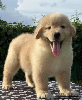 Photo №1. golden retriever - for sale in the city of FRYDEK-Místek | negotiated | Announcement № 170689