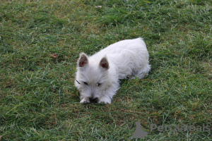 Photo №2 to announcement № 139141 for the sale of west highland white terrier - buy in Poland breeder