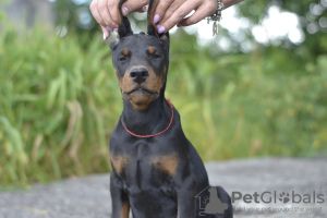 Photo №3. Doberman puppies from a lovely couple. Belarus