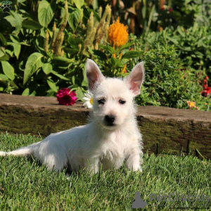 Photo №1. west highland white terrier - for sale in the city of Bremen | negotiated | Announcement № 44772