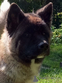 Photo №4. I will sell american akita in the city of Бохня. private announcement - price - negotiated