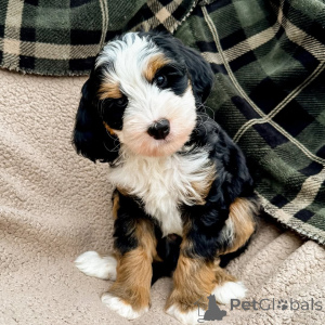 Photo №4. I will sell labradoodle in the city of Trawl. private announcement - price - negotiated