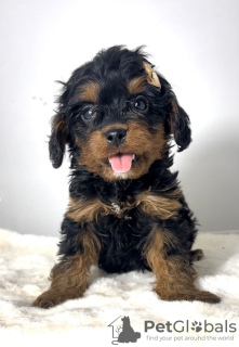 Additional photos: Cavapoo-cavapoo (Cavalier Toy Poodle)