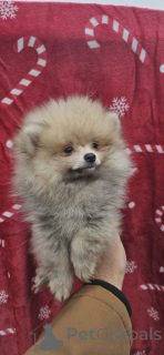 Photo №3. Pomeranian Boo puppies. Serbia