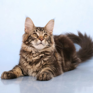 Photo №2 to announcement № 1453 for the sale of maine coon - buy in Russian Federation private announcement