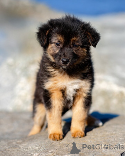 Photo №3. Puppies are looking for a warm home and a loving heart!. Russian Federation