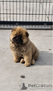 Photo №3. Cau Cau Chow Chow Cattle of both sexes. Serbia