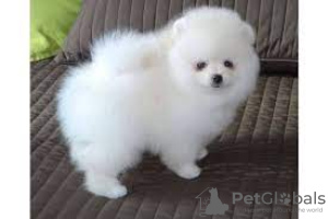 Photo №2 to announcement № 51225 for the sale of pomeranian - buy in France private announcement