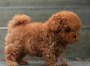 Photo №1. poodle (toy) - for sale in the city of Brussels | negotiated | Announcement № 124779