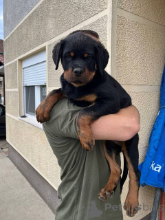 Photo №4. I will sell rottweiler in the city of Zemun.  - price - negotiated