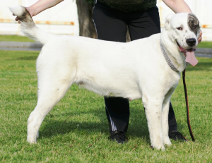 Additional photos: Central Asian Shepherd Puppy White Boy