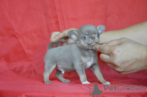 Photo №2 to announcement № 7781 for the sale of chihuahua - buy in Russian Federation breeder