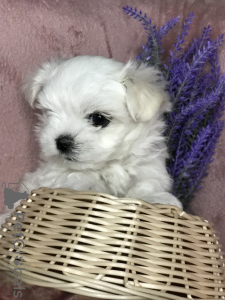 Additional photos: The cutest puppies