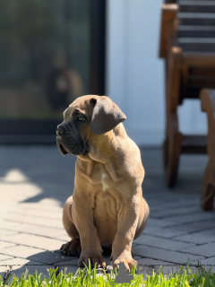 Photo №3. Stunning Cane Corso Puppies with Excellent Temperaments. Germany