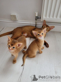 Photo №1. abyssinian cat - for sale in the city of Эспоо | negotiated | Announcement № 85441