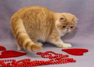 Photo №1. exotic shorthair - for sale in the city of Biysk | 236$ | Announcement № 3963