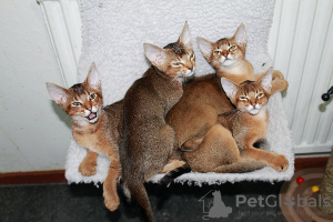 Photo №1. chausie - for sale in the city of Stockholm | negotiated | Announcement № 122004