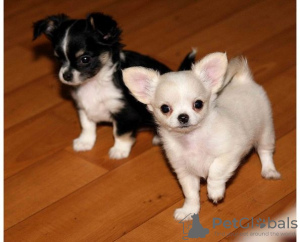 Photo №1. chihuahua - for sale in the city of Berlin | Is free | Announcement № 126308