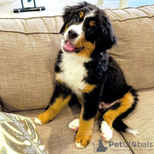 Photo №1. bernese mountain dog - for sale in the city of Helsinki | 475$ | Announcement № 80556