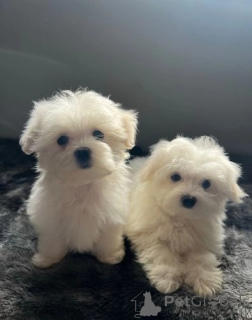 Photo №1. maltese dog - for sale in the city of Tampere | 361$ | Announcement № 170725