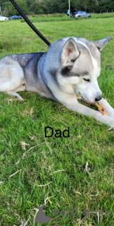 Photo №4. I will sell siberian husky in the city of Andorra la Vella.  - price - 350$