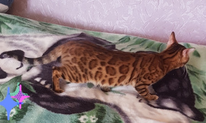 Additional photos: Kittens from the nursery. Bengals and Savannah.