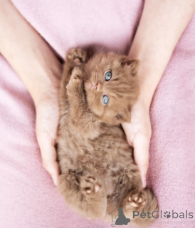 Photo №2 to announcement № 137793 for the sale of british shorthair - buy in United States private announcement