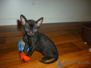 Photo №2 to announcement № 165834 for the sale of devon rex - buy in Belgium private announcement, breeder