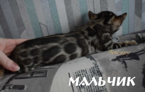 Photo №2 to announcement № 5614 for the sale of bengal cat - buy in Russian Federation from nursery