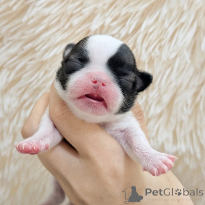 Photo №1. chihuahua - for sale in the city of Helsinki | 516$ | Announcement № 163644